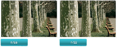 Trees.F5.6-22.jpg